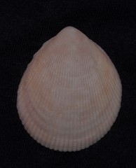 Acrosterigma impolitum