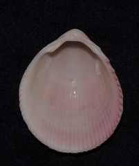 Acrosterigma impolitum