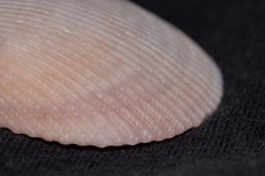 Acrosterigma impolitum