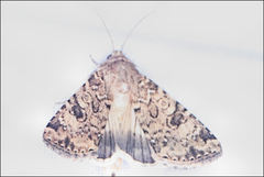 Heliothis punctifera