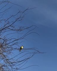 Pitangus sulphuratus