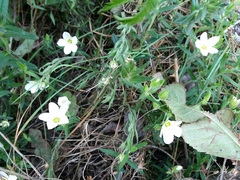 Arenaria montana