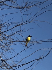 Pitangus sulphuratus