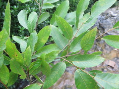 Quercus variabilis