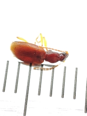 Oxypselaphus obscurus