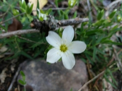 Arenaria montana
