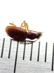 Oxypselaphus obscurus