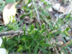 Arenaria montana