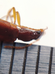 Oxypselaphus obscurus