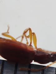 Oxypselaphus obscurus