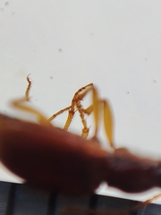 Oxypselaphus obscurus