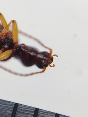 Oxypselaphus obscurus