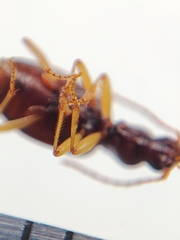 Oxypselaphus obscurus