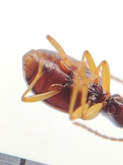 Oxypselaphus obscurus