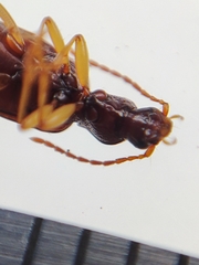 Oxypselaphus obscurus