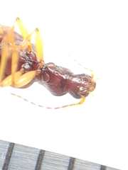 Oxypselaphus obscurus