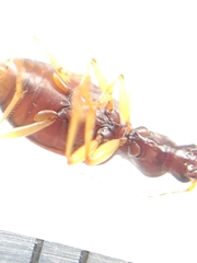 Oxypselaphus obscurus