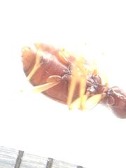 Oxypselaphus obscurus