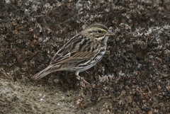 Passerculus sandwichensis beldingi