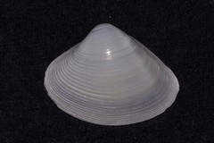 Mactra dissimilis