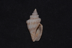 Canarium labiatum