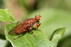 Tapeigaster luteipennis