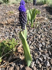 Muscari latifolium