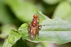 Tapeigaster luteipennis