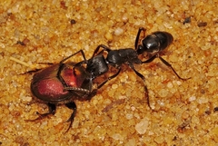 Proagoderus dives