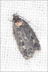 Barea codrella