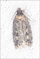 Barea codrella