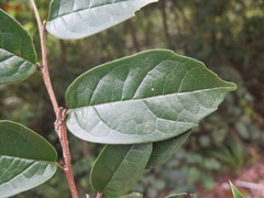 Distylium macrophyllum