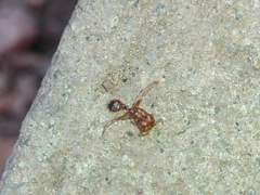 Solenopsis geminata