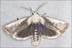 Cryptophasa albacosta