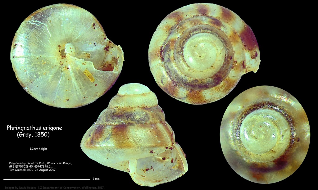 Phrixgnathus erigone