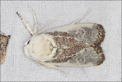 Cryptophasa albacosta
