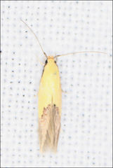 Opogona protodoxa