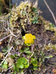 Chrysosplenium alternifolium