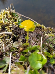 Chrysosplenium alternifolium
