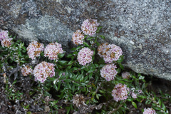 Stoebe prostrata