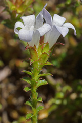 Roella amplexicaulis