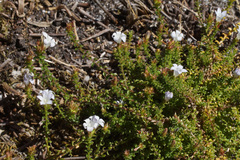 Roella amplexicaulis