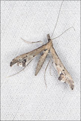 Tineodes adactylalis