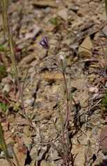 Allophyllum gilioides
