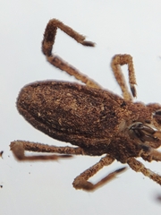 Trogulidae