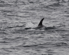 Lagenorhynchus albirostris