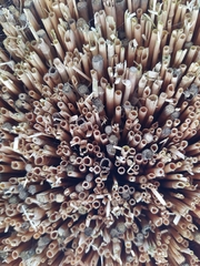 Chelostoma florisomne