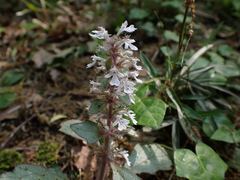 Ajuga nipponensis