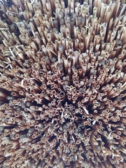 Chelostoma florisomne