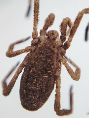 Trogulidae